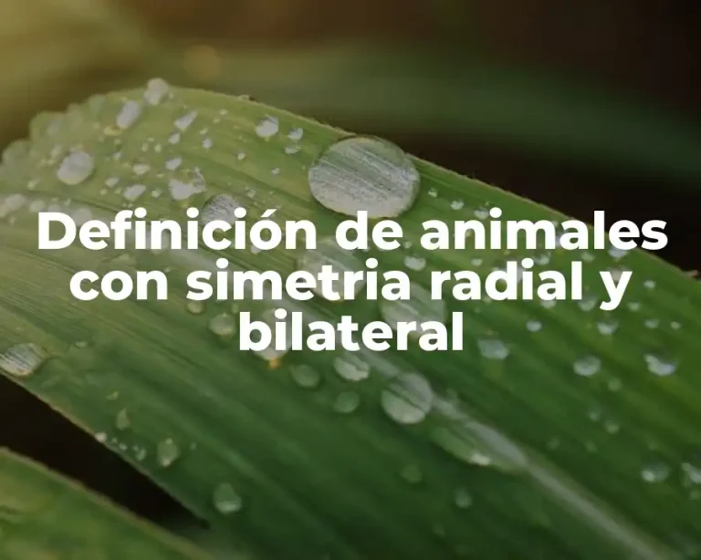Definición de animales con simetria radial y bilateral
