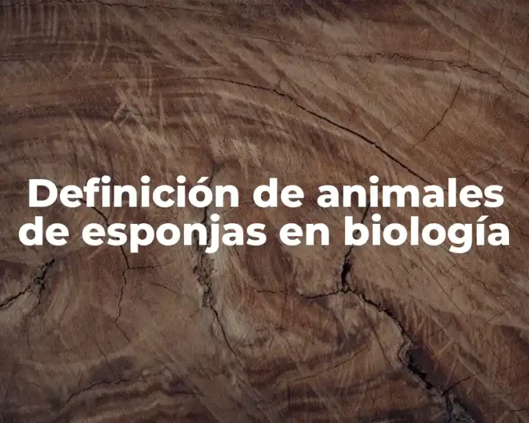 Definición de animales de esponjas en biología