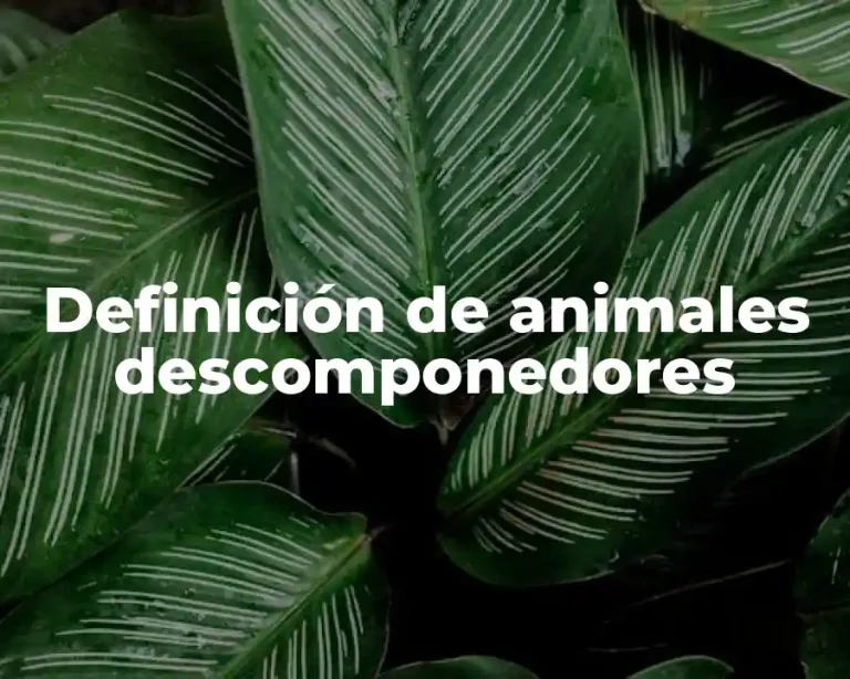 Definición de animales descomponedores