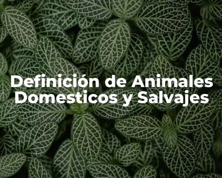 Definición de Animales Domesticos y Salvajes