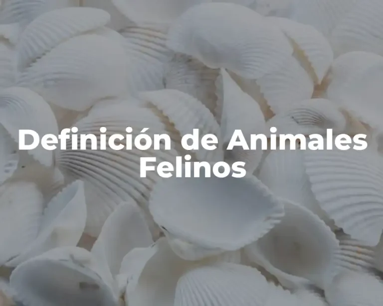 Definición de Animales Felinos