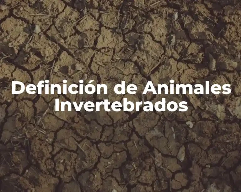Definición de Animales Invertebrados
