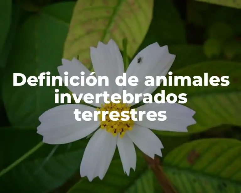 Definición de animales invertebrados terrestres