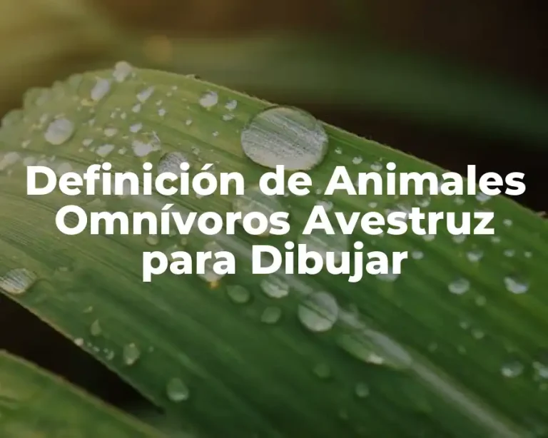 Definición de Animales Omnívoros Avestruz para Dibujar