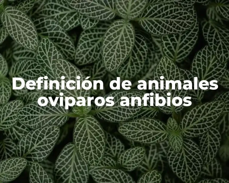 Definición de animales oviparos anfibios
