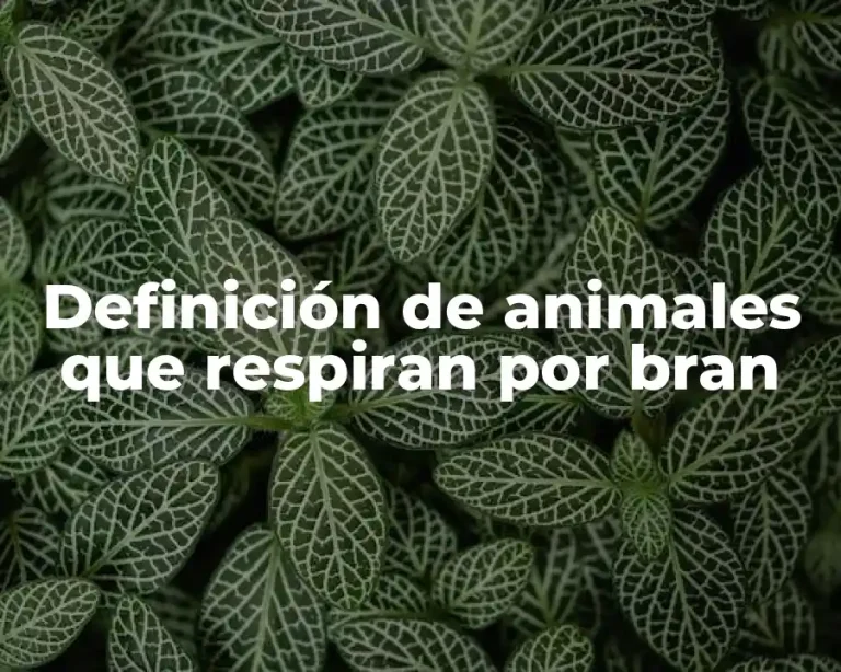 Definición de animales que respiran por bran