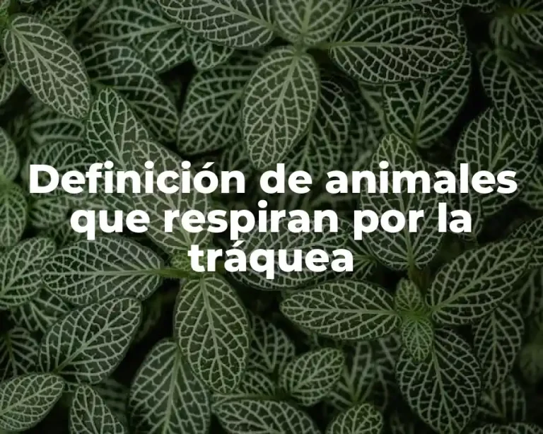 Definición de animales que respiran por la tráquea