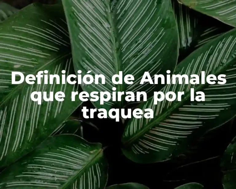 Definición de Animales que respiran por la traquea