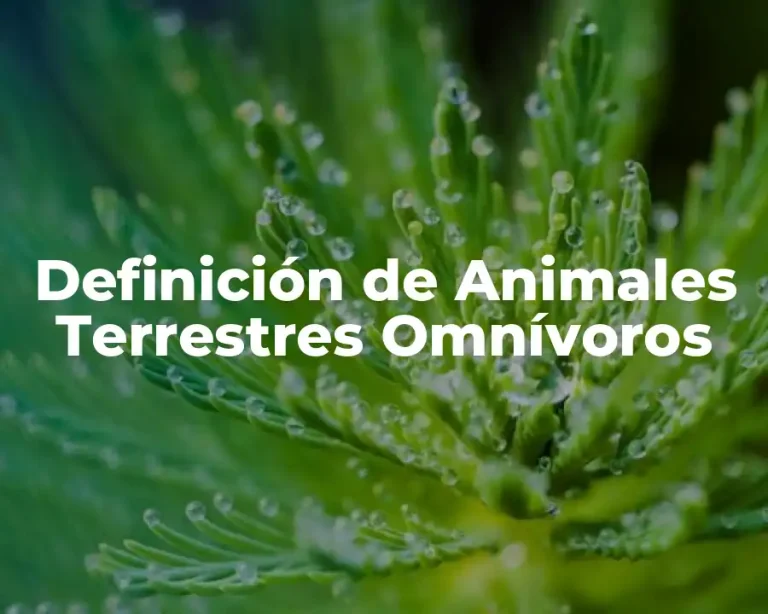 Definición de Animales Terrestres Omnívoros