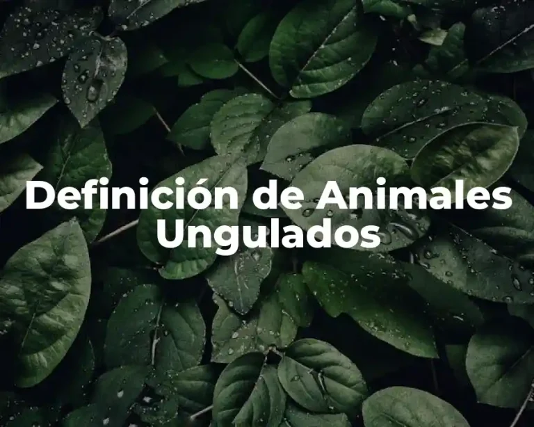 Definición de Animales Ungulados