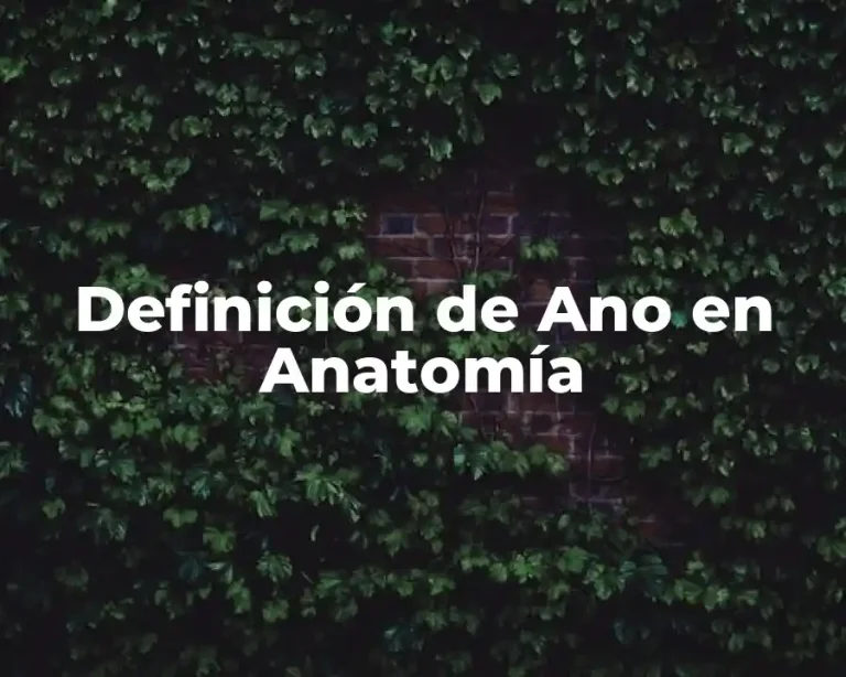 Definición de Ano en Anatomía