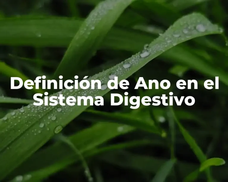 Definición de Ano en el Sistema Digestivo