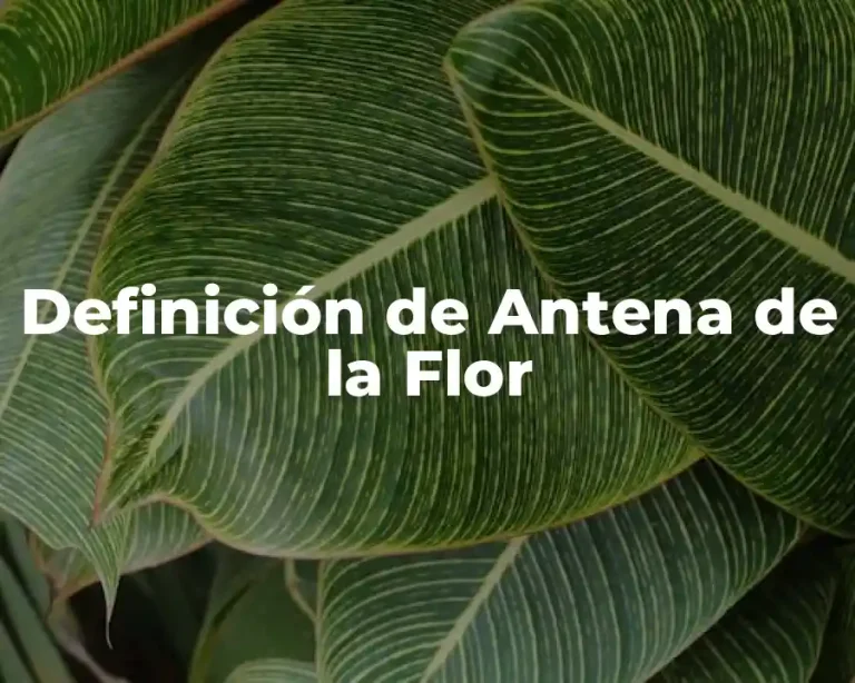 Definición de Antena de la Flor