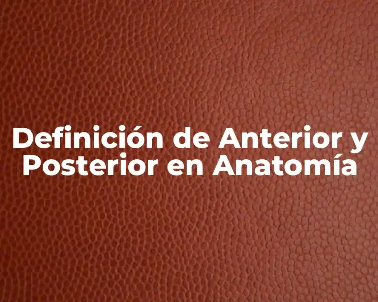 Definición de Anterior y Posterior en Anatomía