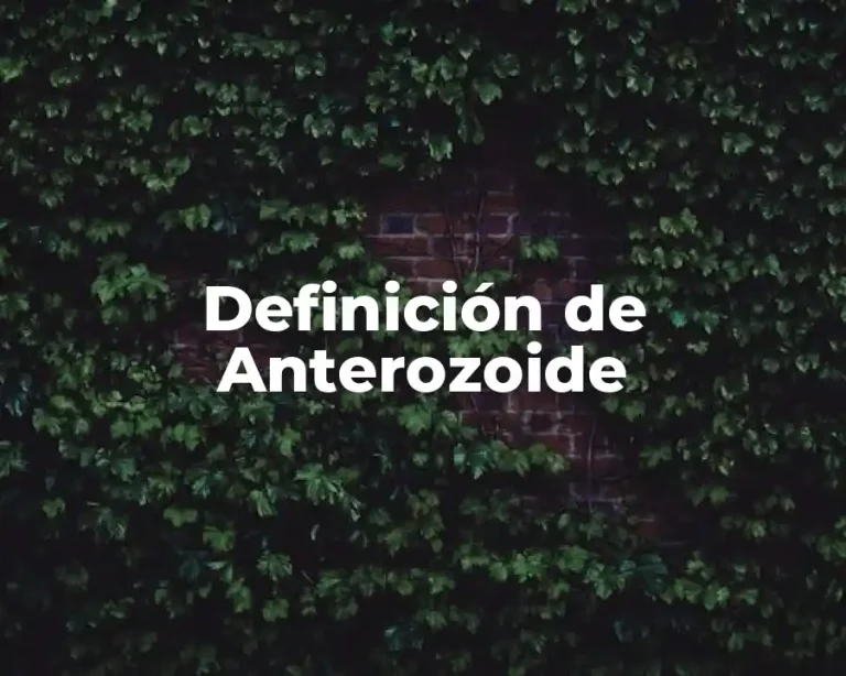 Definición de Anterozoide