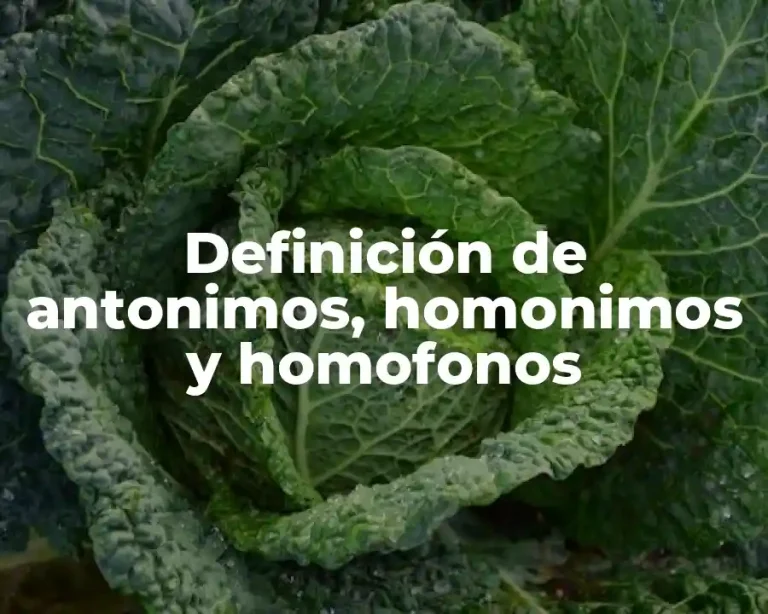 Definición de antonimos, homonimos y homofonos