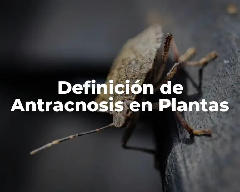Definición de Antracnosis en Plantas