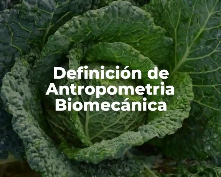 Definición de Antropometria Biomecánica