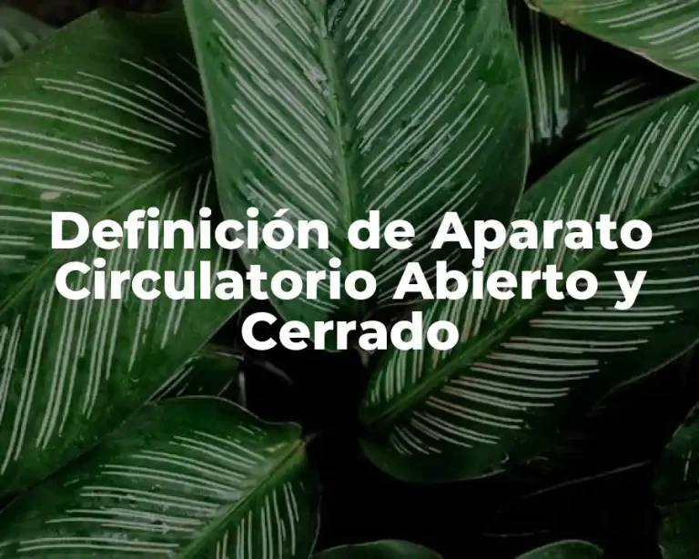 Definición de Aparato Circulatorio Abierto y Cerrado