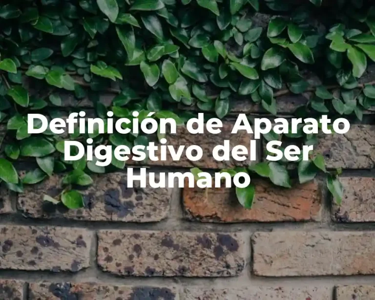 Definición de Aparato Digestivo del Ser Humano