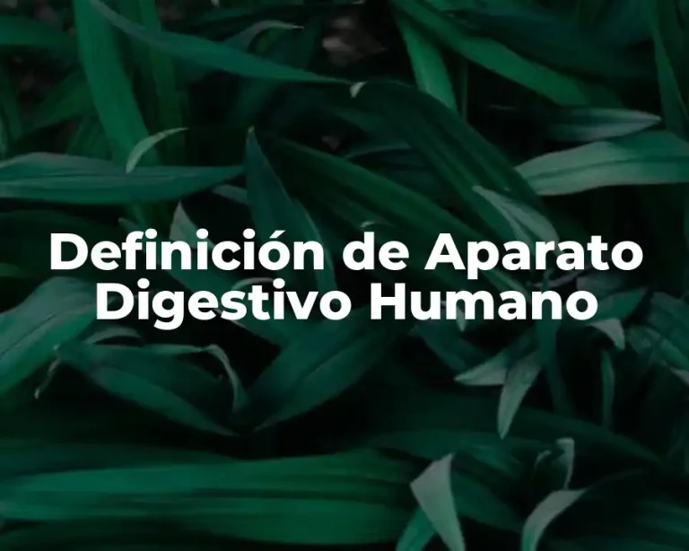 Definición de Aparato Digestivo Humano