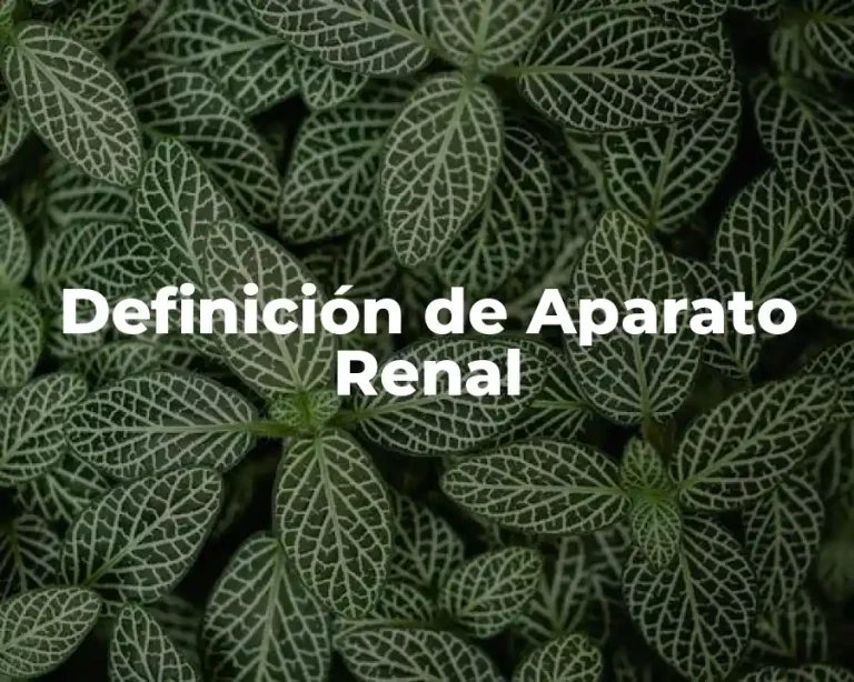 Definición de Aparato Renal