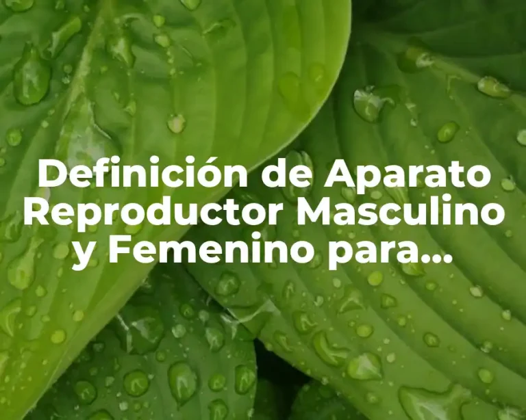 Definición de Aparato Reproductor Masculino y Femenino para Nombrar