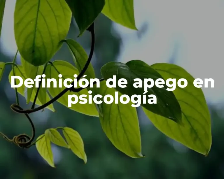 Definición de apego en psicología