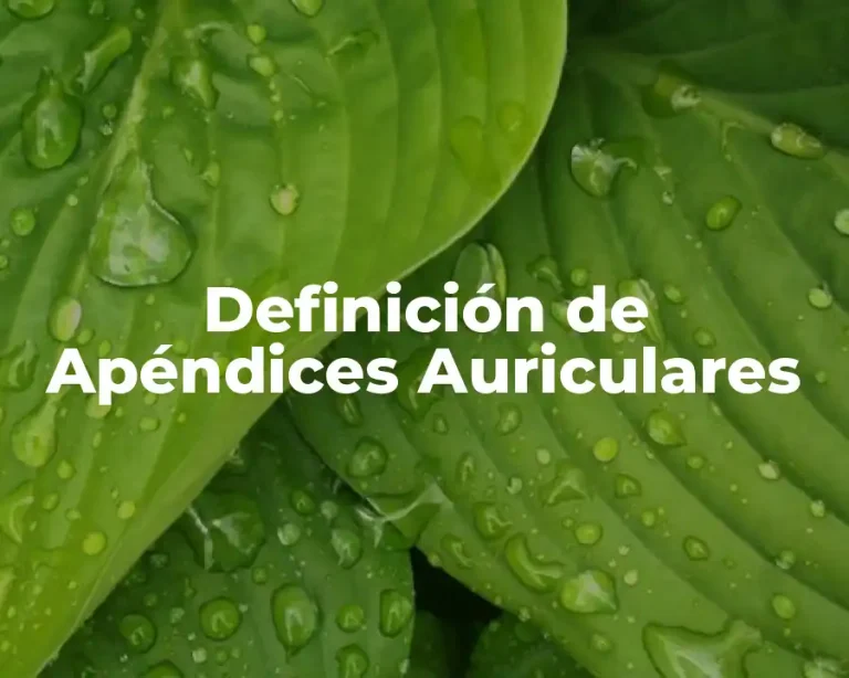 Definición de Apéndices Auriculares
