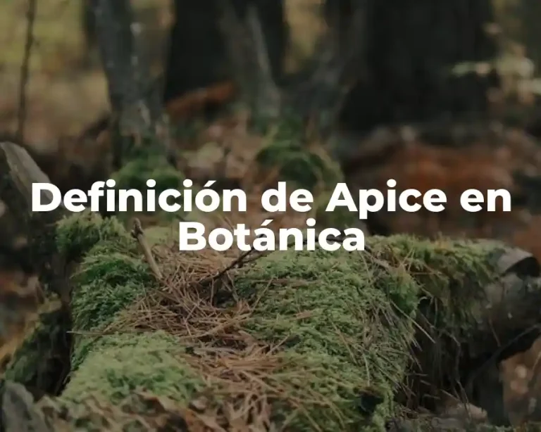 Definición de Apice en Botánica