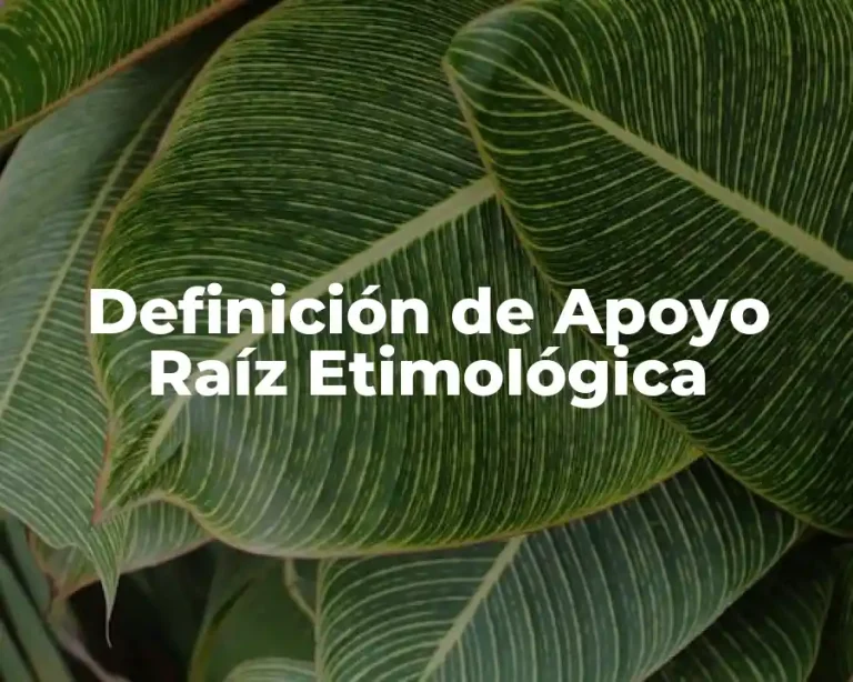 Definición de Apoyo Raíz Etimológica