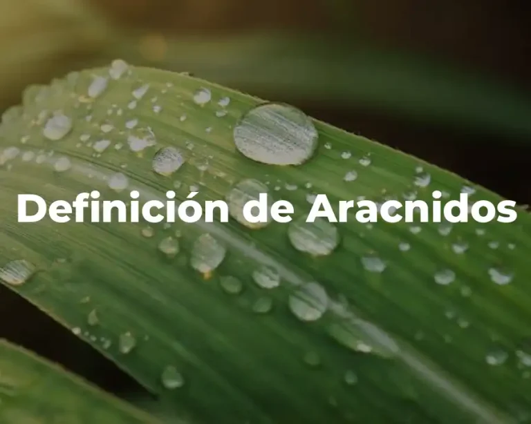 Definición de Aracnidos