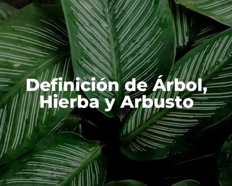 Definición de Árbol, Hierba y Arbusto