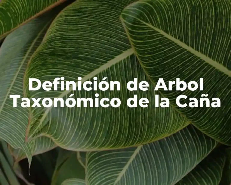 Definición de Arbol Taxonómico de la Caña
