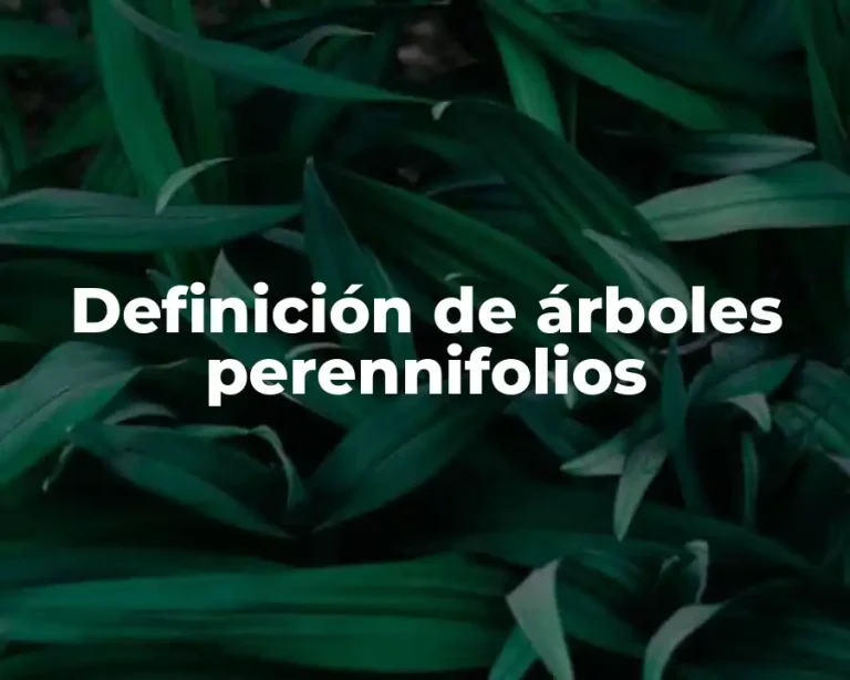 Definición de árboles perennifolios
