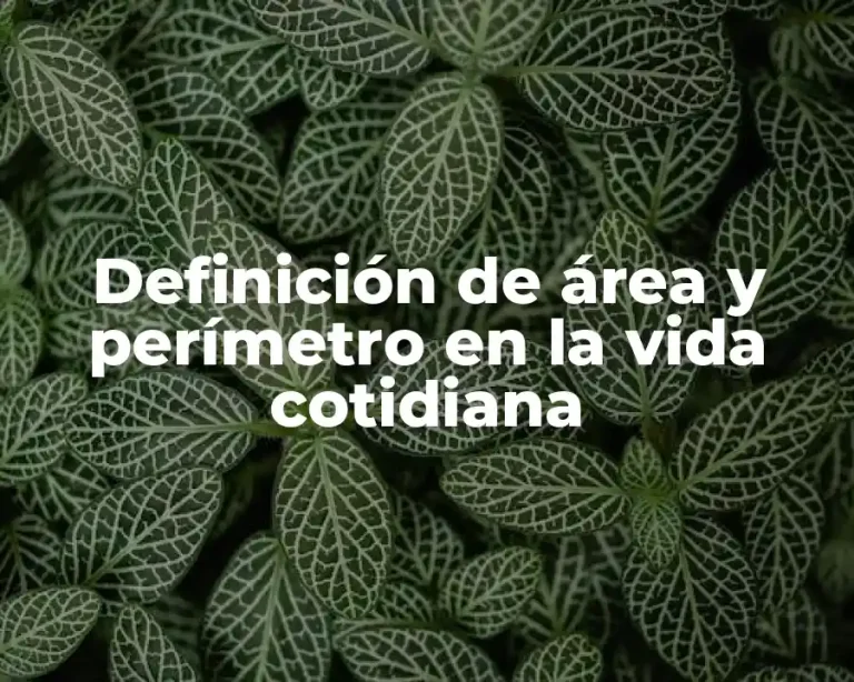 Definición de área y perímetro en la vida cotidiana
