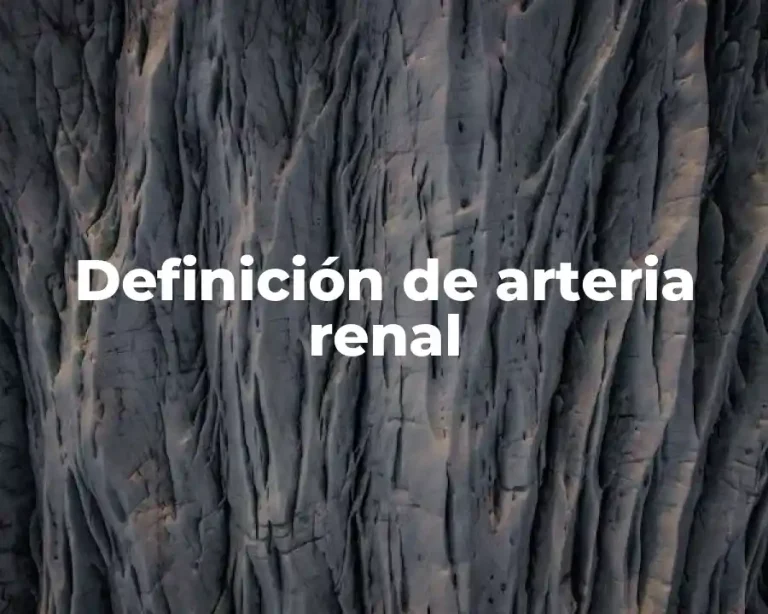 Definición de arteria renal