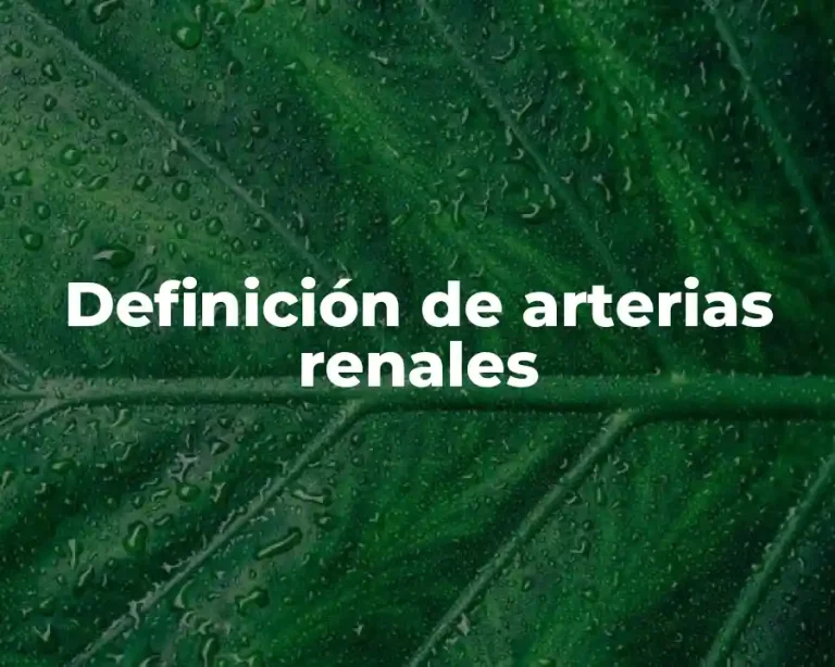 Definición de arterias renales