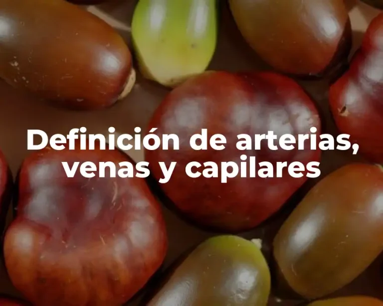 Definición de arterias, venas y capilares