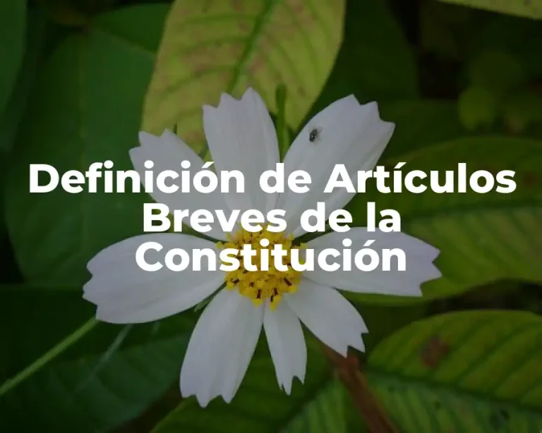 Definición de Artículos Breves de la Constitución