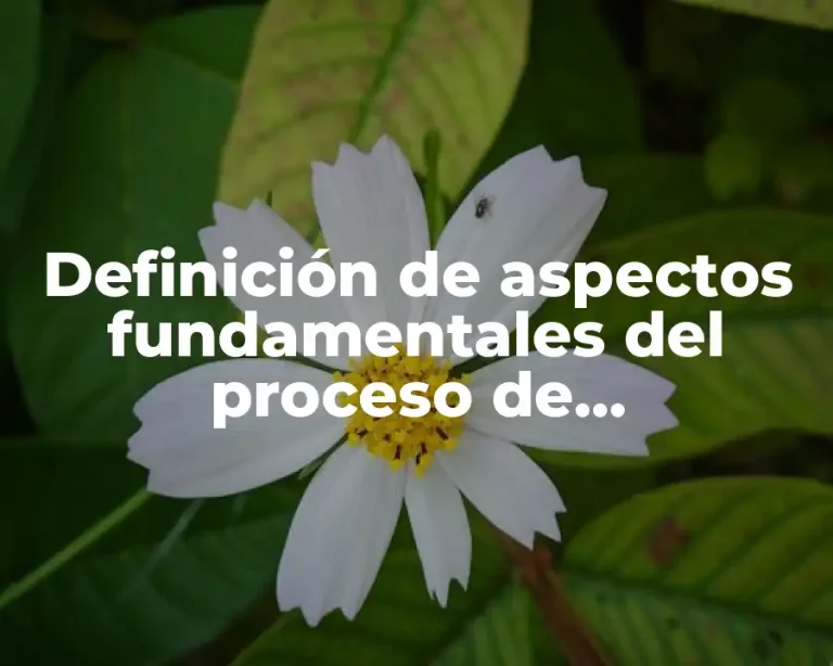 Definición de aspectos fundamentales del proceso de organización