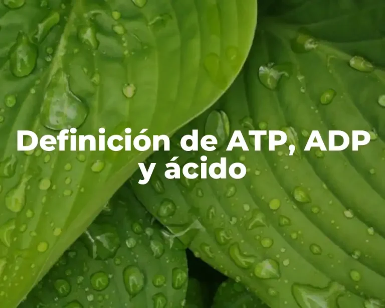Definición de ATP, ADP y ácido