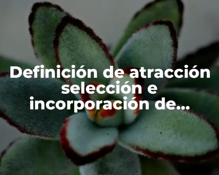 Definición de atracción selección e incorporación de personal