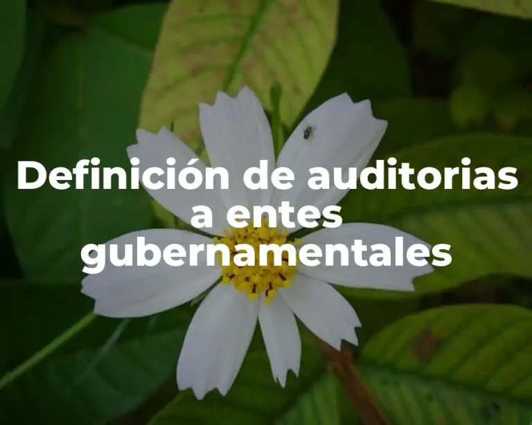 Definición de auditorias a entes gubernamentales