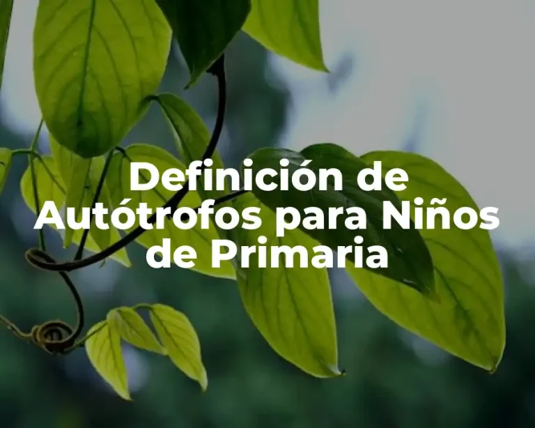 Definición de Autótrofos para Niños de Primaria