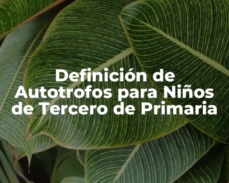 Definición de Autotrofos para Niños de Tercero de Primaria