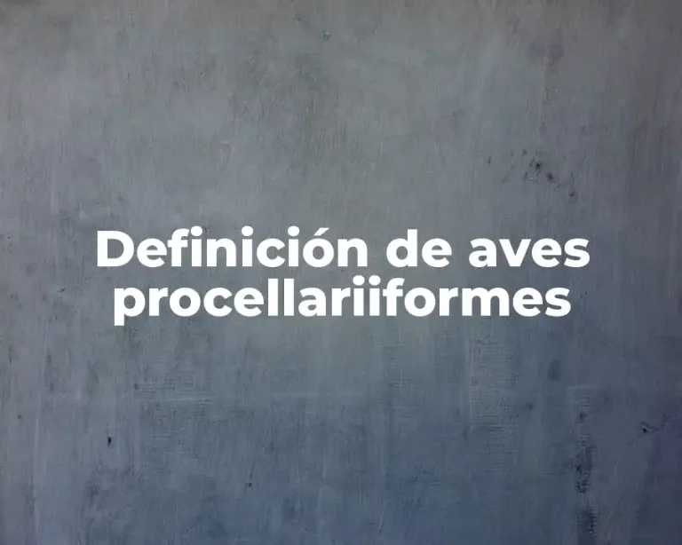 Definición de aves procellariiformes