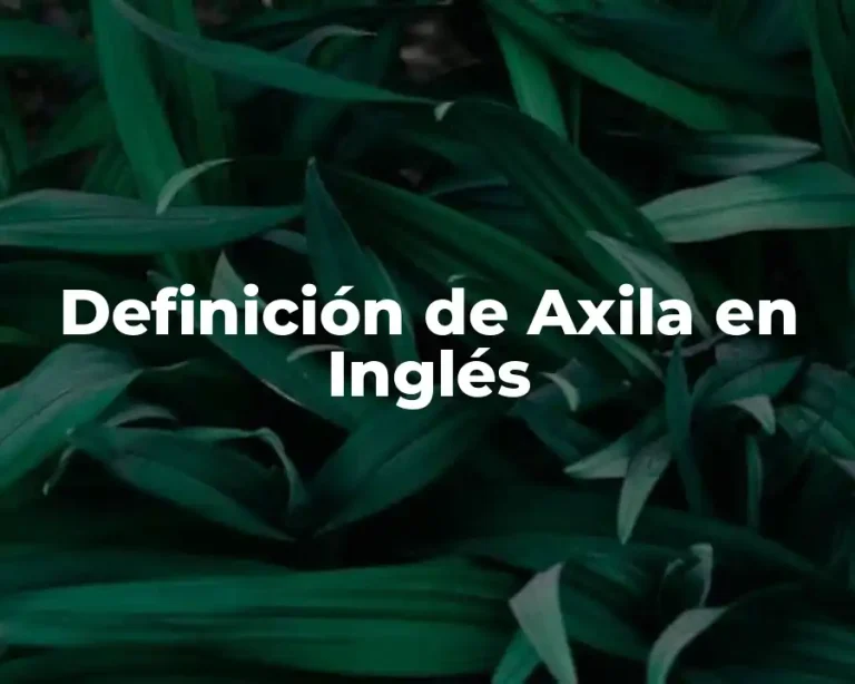 Definición de Axila en Inglés