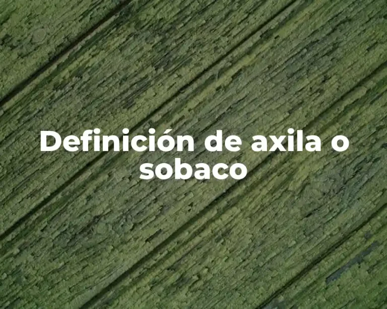 Definición de axila o sobaco
