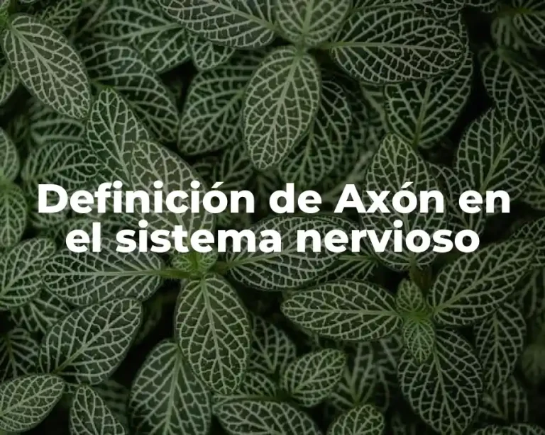 Definición de Axón en el sistema nervioso